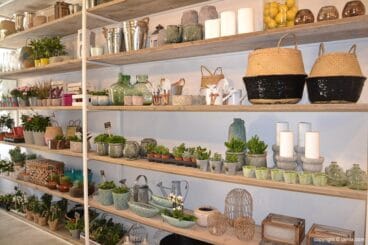 Plantas Verde Limón