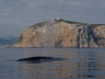 Rorcual común en el cabo de San Antonio