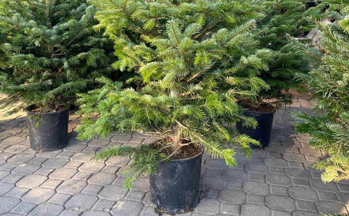 Sorteo de un abeto natural - Natura Garden