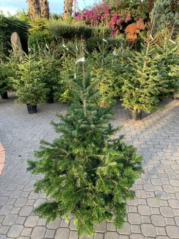 Natura Garden sortea un abeto natural para esta Navidad