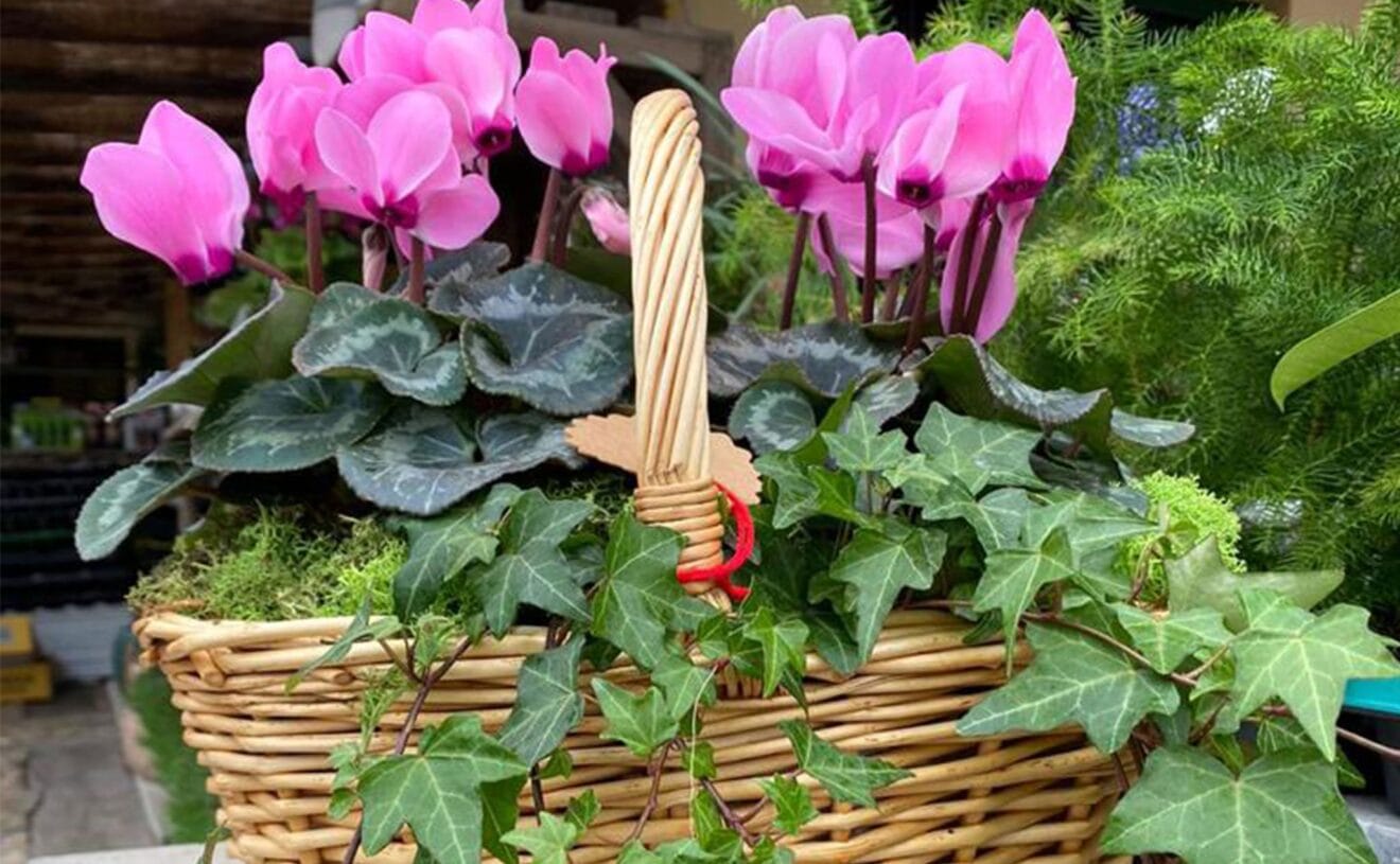Cesta con plantas y flores de Natura Garden