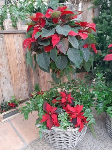 Flor de Pascua en Natura Garden