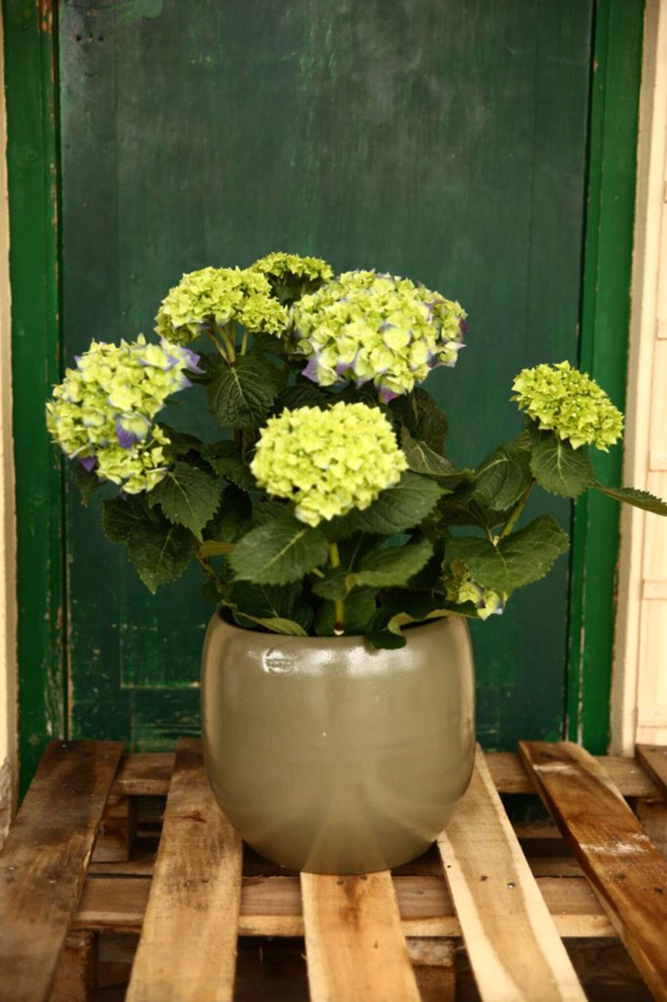 Hortensia - Natura Garden