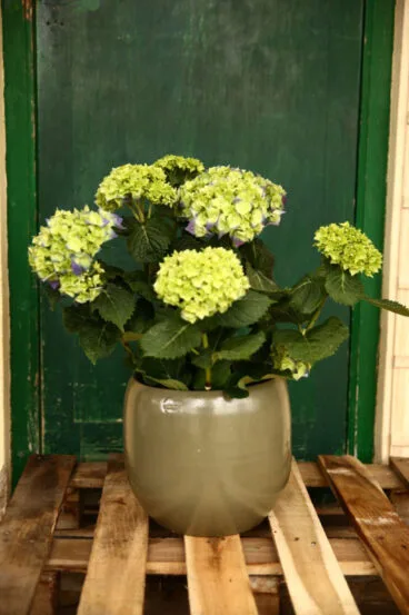 Hortensia – Natura Garden