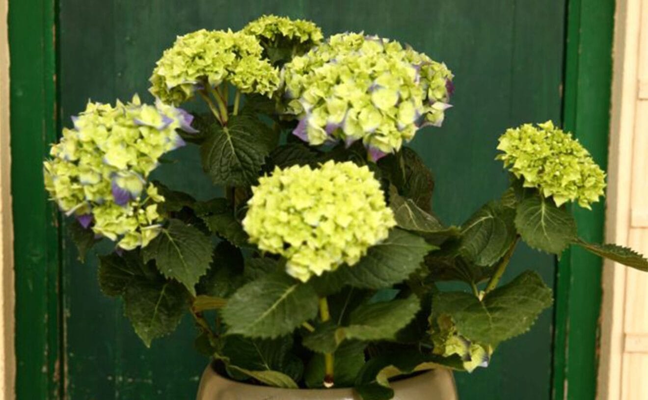 Natura Garden sortea una hortensia