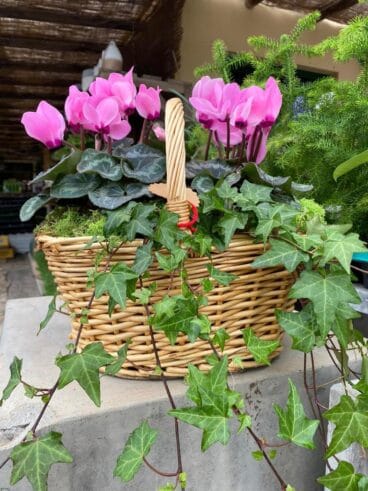 Cesta con plantas y flores – Natura Garden