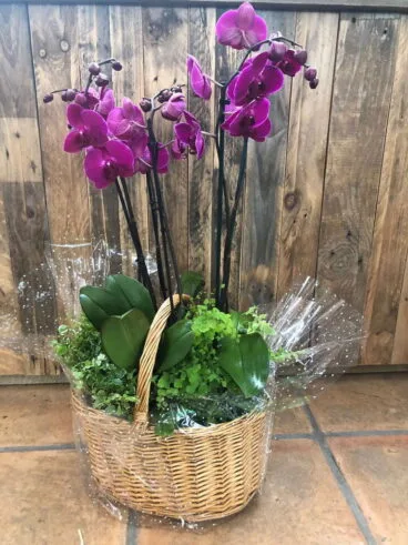 Natura Garden sorteo