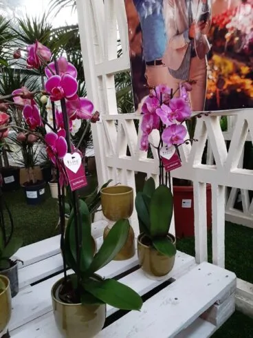 orquidea-natura-garden