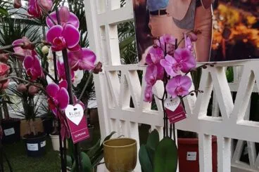 Natura Garden sortea una orquídea