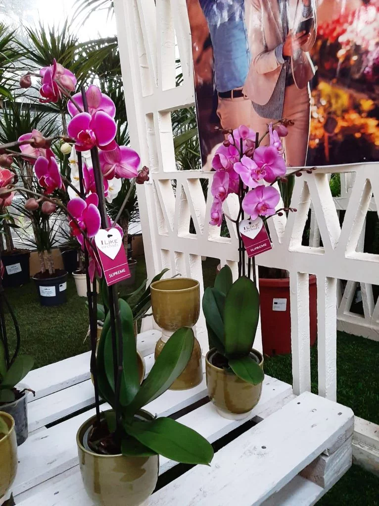 Consigue esta orquídea participando en el sorteo de Natura Garden