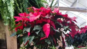 Planta Navidad – Natura Garden