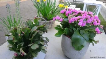 plantas