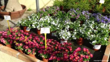 plantas de temporada