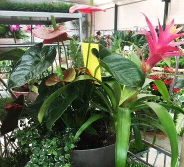 Sorteo Natura Garden