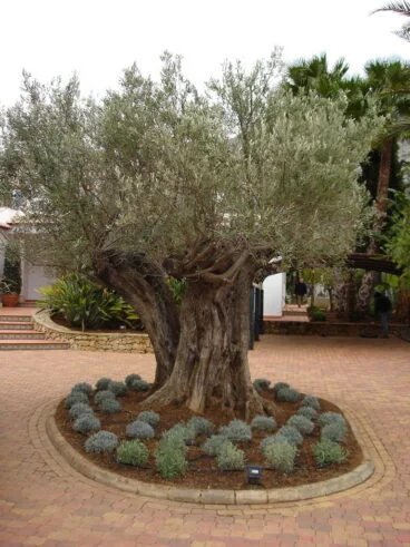 Venta de árboles Dénia Natura Garden