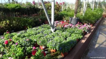 vivero