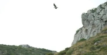 Águila Pescadora en Dénia