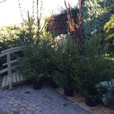 Árbol Natura Garden