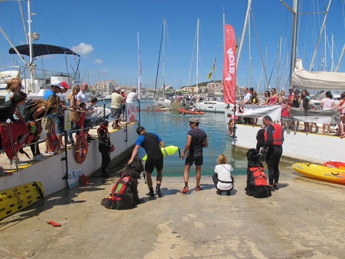 Exhibición de perros Terranova