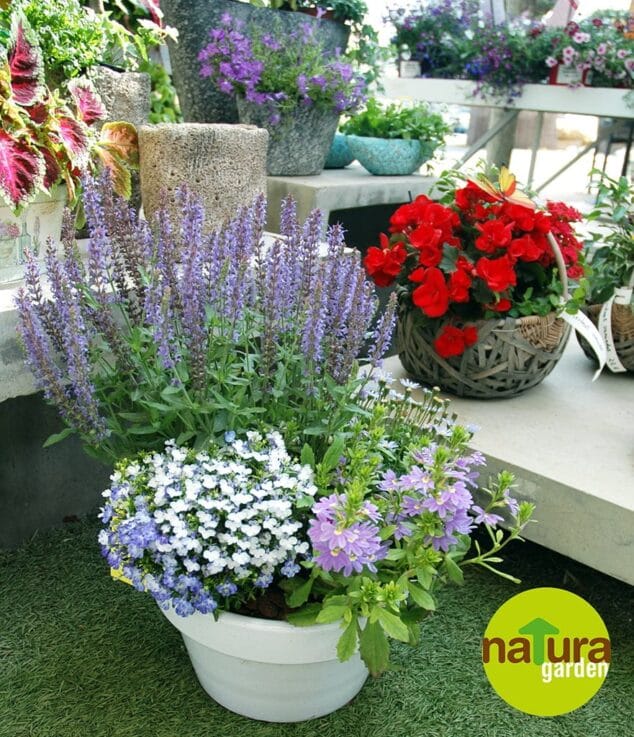 Plantas para el Día de la Madre