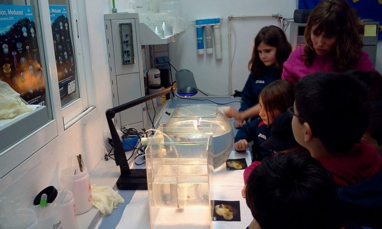 Visita de los escolares al laboratorio de medusas