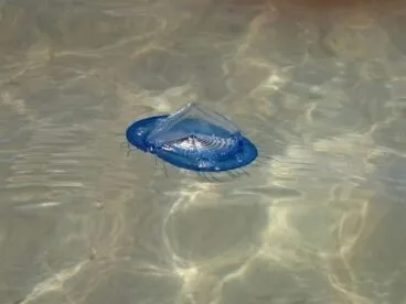 Medusas en Dénia