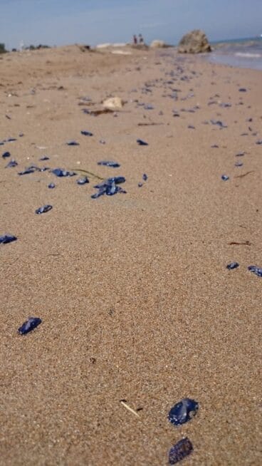Medusas en la Playa de las Marinas