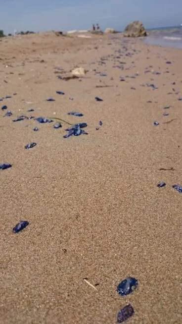 Medusas en la Playa de las Marinas