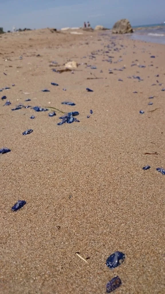 Medusas en la Playa de las Marinas