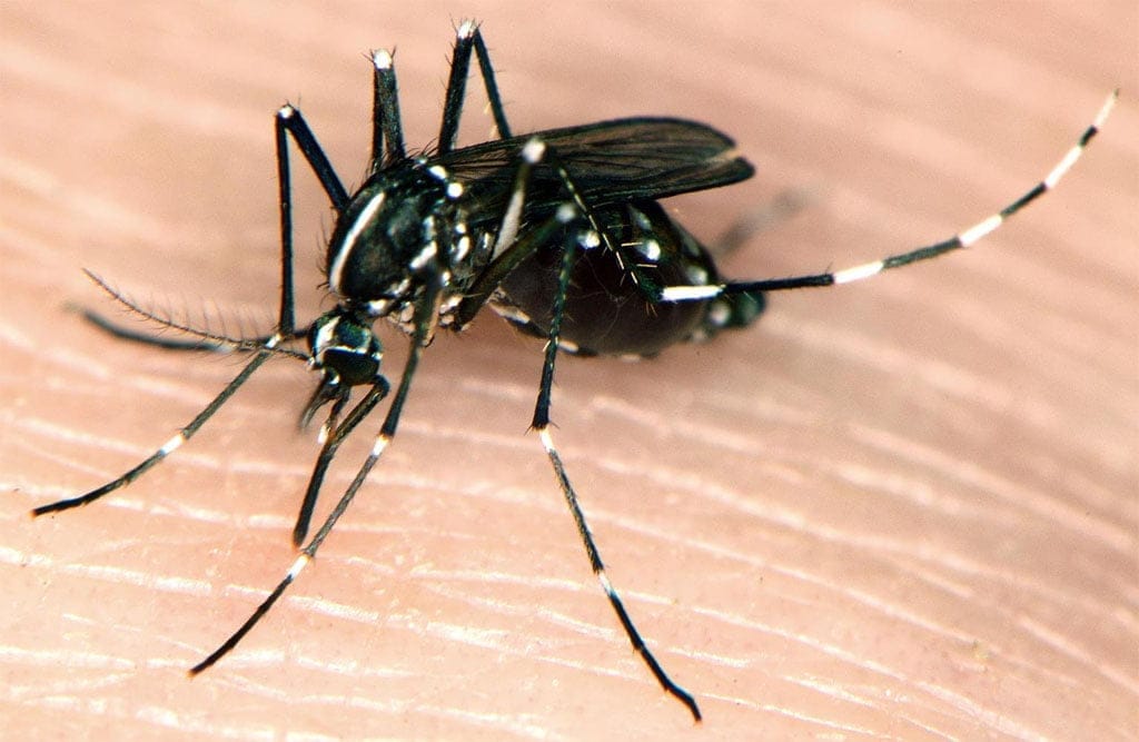 El mosquito tigre ha vuelto a Dénia: algunos consejos para evitar su reproducción 1 Mosquito tigre en Dénia