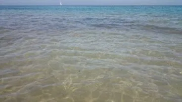 Playa de las Marinas con medusas