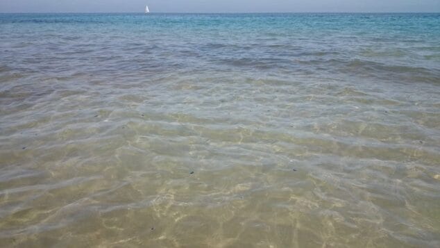 Las primeras medusas de la temporada llegaron este fin de semana a Dénia 3 Playa de las Marinas con medusas