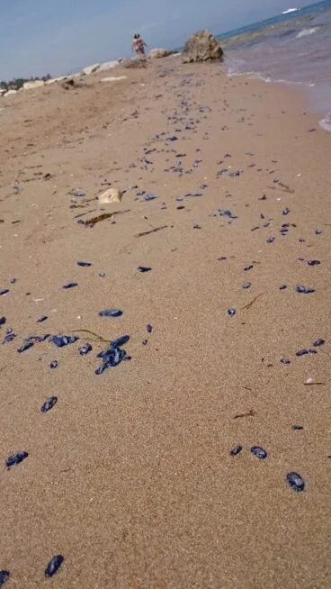 Velella Velella en Dénia