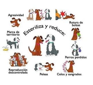 esterilización