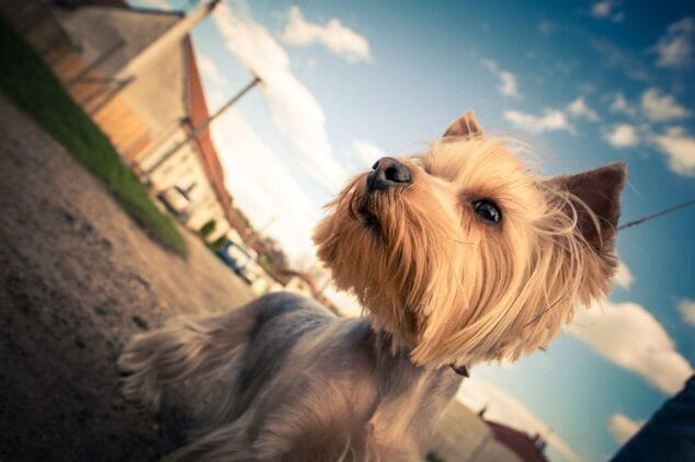 perro