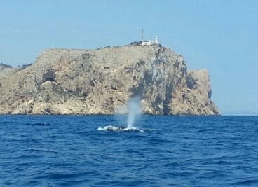 Avistamiento de ballenas en Dénia