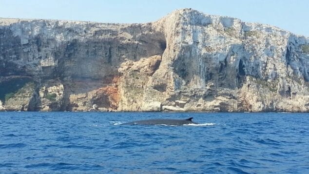Avistan ballenas en Dénia
