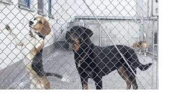 Imagen de dos perros de APAD Dénia