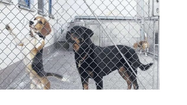 Imagen de dos perros de APAD Dénia