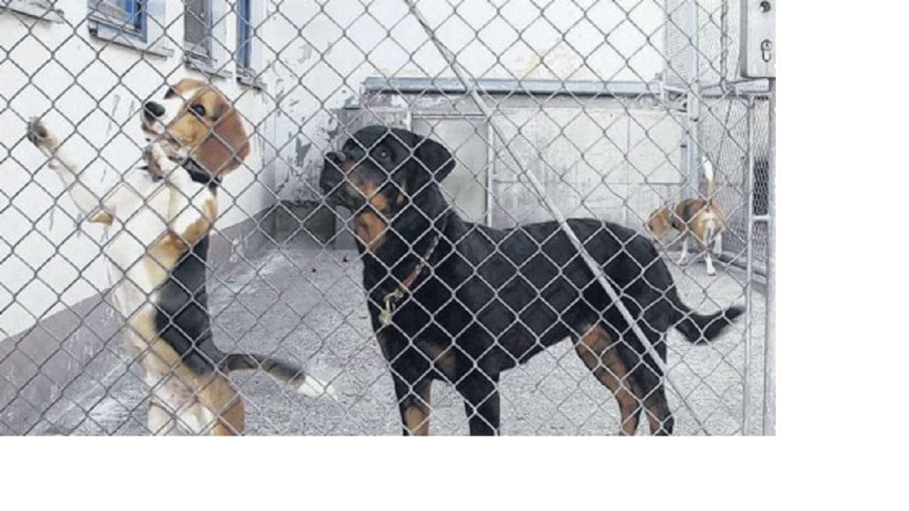 Imagen de dos perros de APAD Dénia