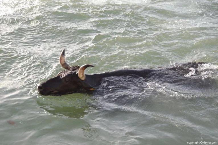 Bous a la mar 2015 - Toro en el agua