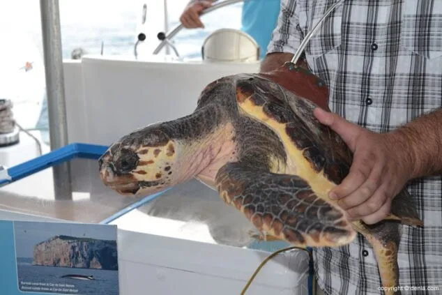 Josep Crespo sujeta a la tortuga
