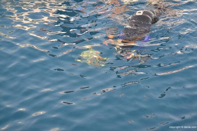 La tortuga Diana vuelve a casa 15 La tortuga Diana ya en el agua