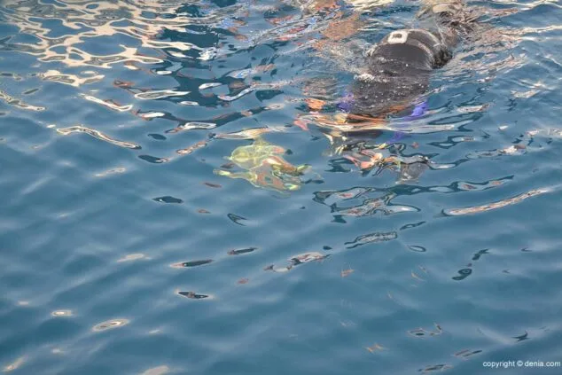 La tortuga Diana ya en el agua