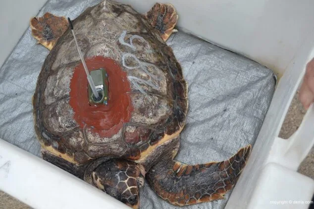 La tortuga en la caja donde la transportaban