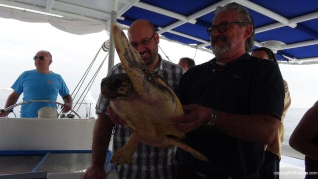 La tortuga Diana vuelve a casa 6 La tortuga llega a su destino el mar