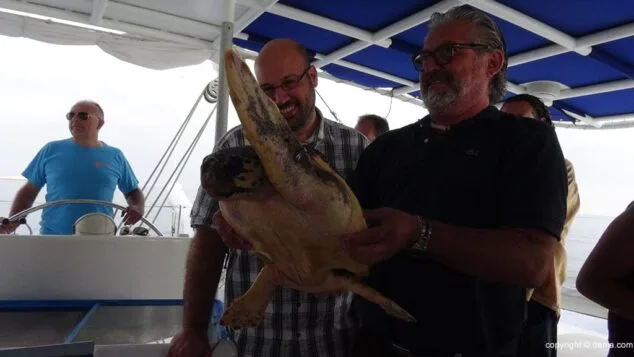La tortuga llega a su destino el mar