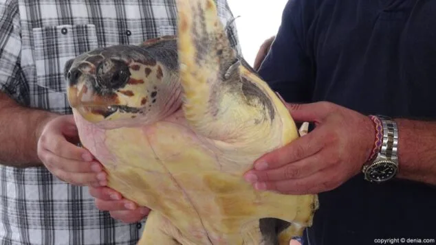 La tortuga vuelve a su casa