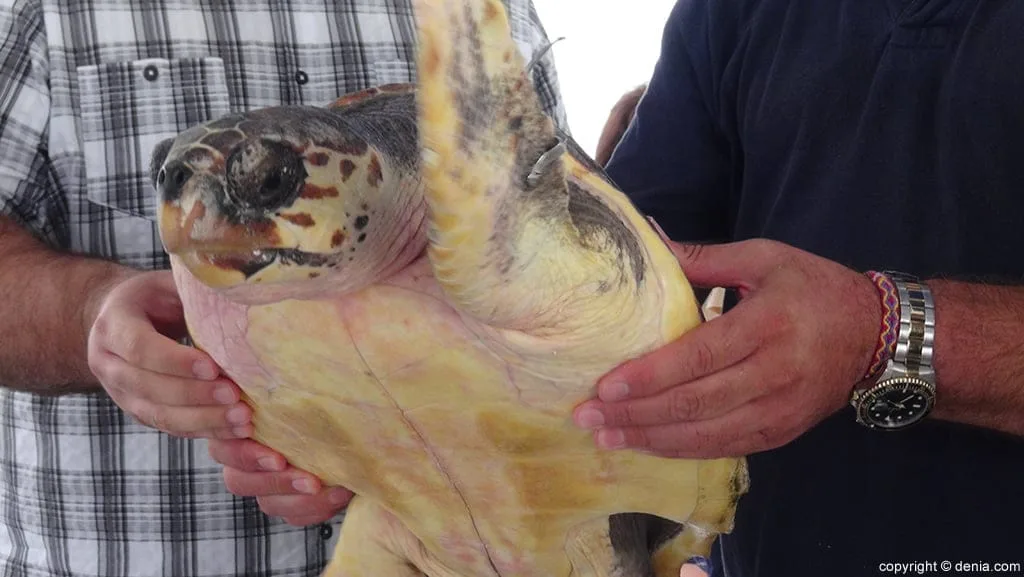 La tortuga vuelve a su casa