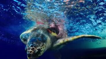 Tortuga Diana